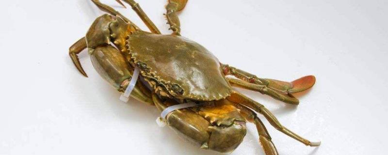 青蟹最大能长到几斤，能活多久 青蟹最大可以长多大