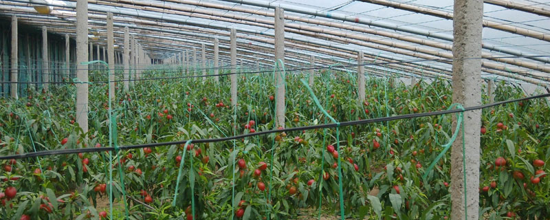 大棚种植什么最赚钱（新手种大棚适合种什么）