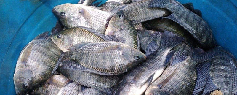 养罗非鱼要多长时间 罗非鱼要养多久才有一斤