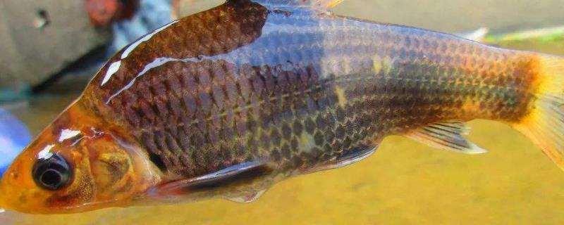 军鱼养殖难吗，附养殖条件及技术 军鱼适合什么环境养殖
