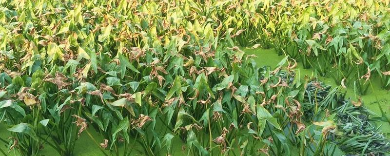 种植茨菇的前景（种植茨菇怎样才高产）