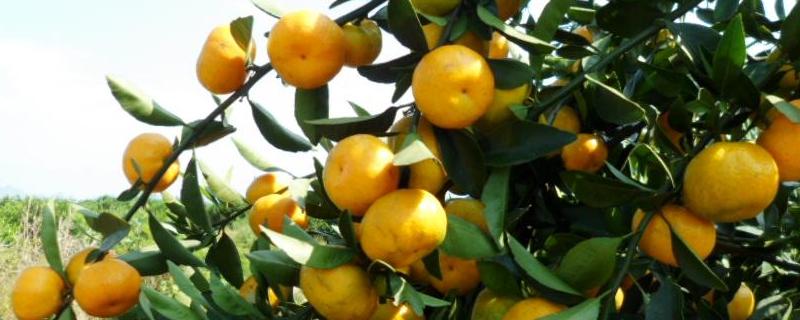 由良蜜桔可以发展吗 由良蜜桔管理难度