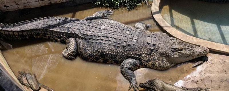 鳄鱼养殖成本和利润 鳄鱼养殖成本高吗