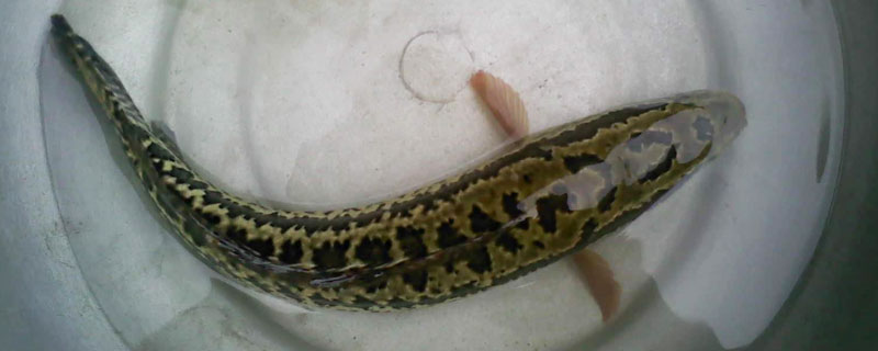 黑鱼养殖几个月能出售 黑鱼养殖几个月可以卖