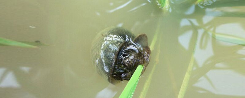 田螺对水草的危害 螺对水草危害大吗