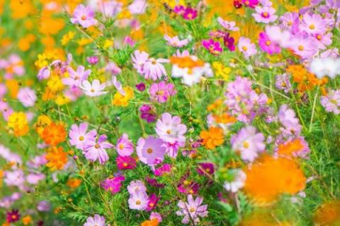 种植1亩格桑花种子成本要多少,附种植技术