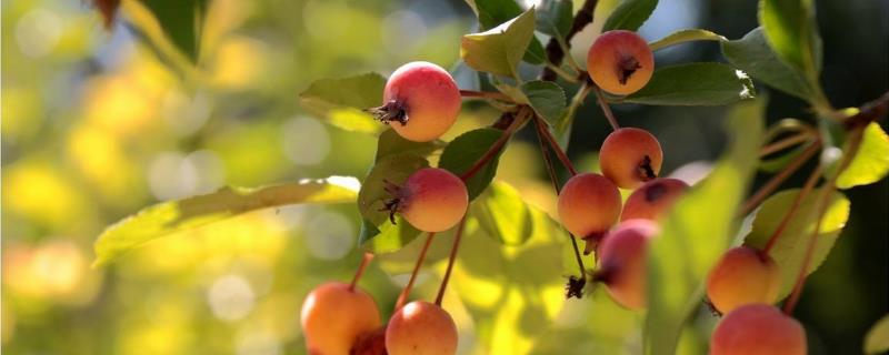 海棠果可以生吃吗，有什么功效作用（海棠果生吃好还是熟吃好）
