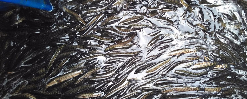 黑鱼养殖密度（黑鱼养殖密度高不会自相残杀吗）