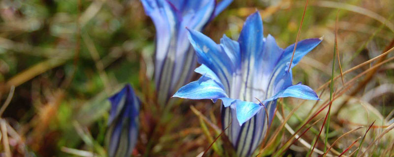 北方种植什么药材 北方种植什么药材好