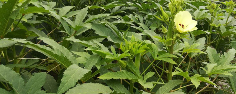 八大农村种植项目(农村创业项目排行榜养殖种植行吗)