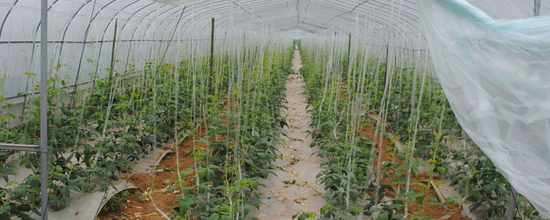 大棚蔬菜种植前景（大棚蔬菜种植赚钱吗）