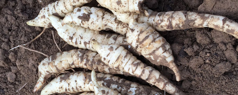 地参种植前景 地参种植前景如何