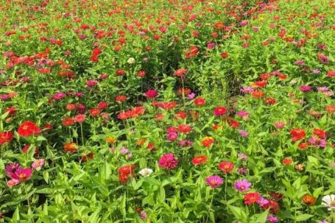 种植1亩格桑花种子成本要多少,附种植技术