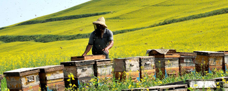 农村养殖扶贫项目工程有哪些 国家扶贫养殖项目