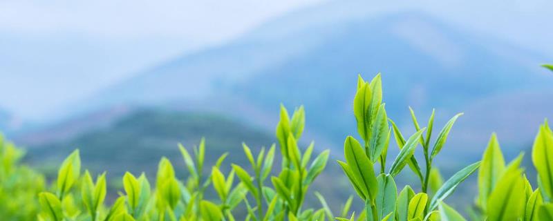 保温杯适合泡什么茶（什么样的保温杯适合泡茶）