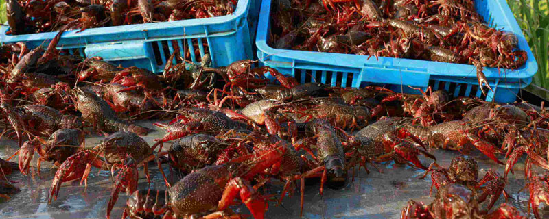 小龙虾养殖成本是多少 小龙虾养殖成本是多少钱一斤