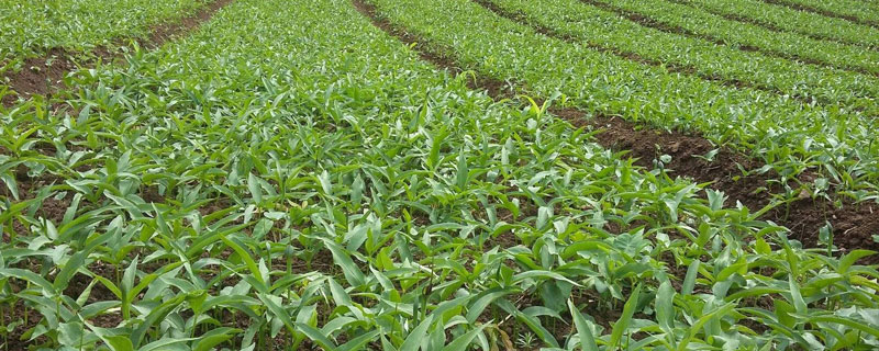 半夏种植难度(半夏种植难度大吗)