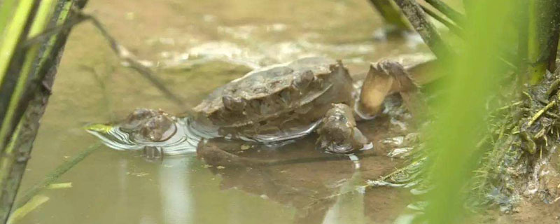 养蟹一亩赚多少钱(养100亩螃蟹一年挣多少钱)