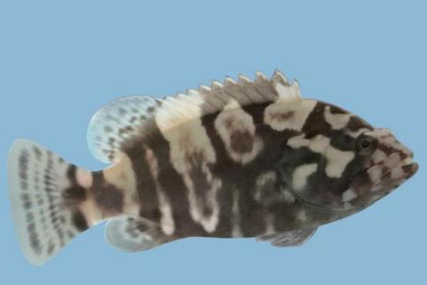 石斑鱼的种类