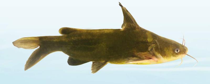 黄骨鱼养殖风险大吗（养黄骨鱼包回收是真的吗）