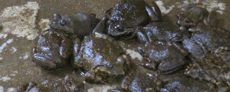 石蛙的生长周期 石蛙的生长周期是多久