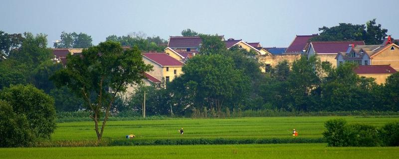 农村生意好项目（在农村做什么生意好15个致富好项目）