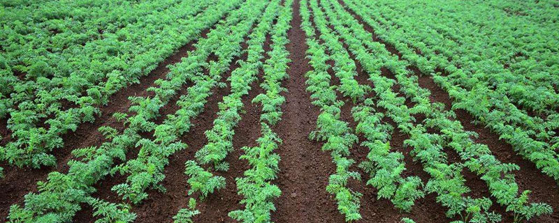 秋季种植什么（秋季种植什么蔬菜好）