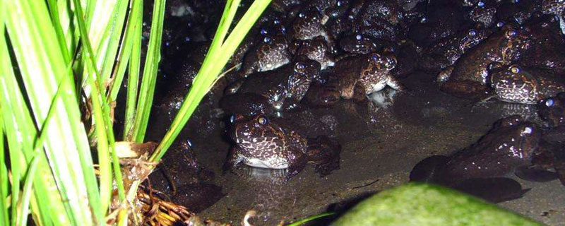 养野生石蛙能成功吗 野生石蛙与人工养殖的区别