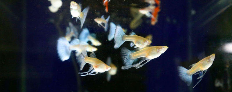 孔雀鱼的特点（孔雀鱼的特点和外貌描写20字左右）