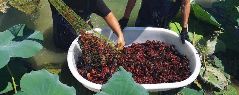 养小龙虾需要什么条件 在家养小龙虾需要什么条件