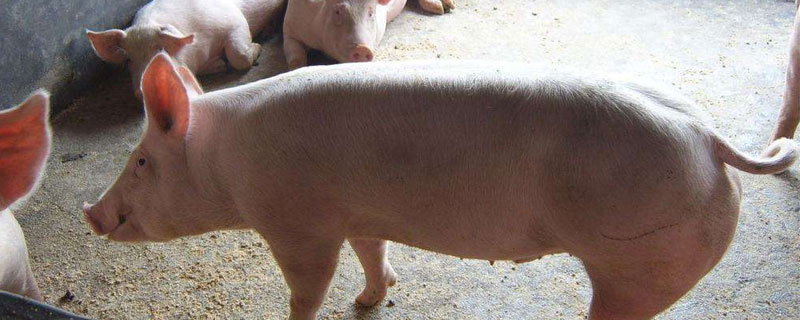 农村养猪30头赚多少钱 现在在农村养猪一头猪能赚多少钱