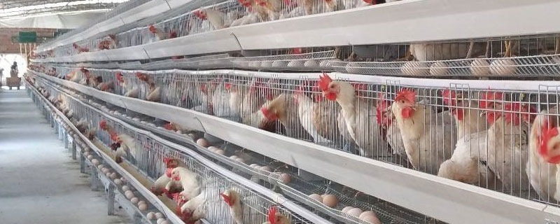 蛋鸡的品种及产量 蛋鸡的品种及产蛋量