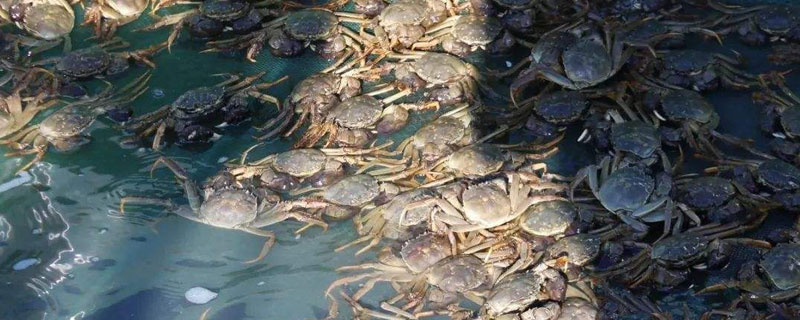 养河蟹水质要求（养河蟹需要什么条件和技术）