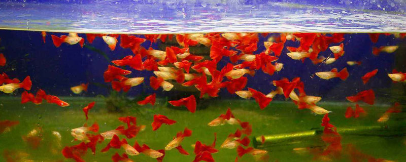 孔雀鱼养殖密度 孔雀鱼养殖密度的计算