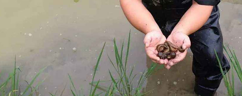 养水蛭一亩能挣多少钱 养水蛭一亩能挣多少钱国给扶贫款