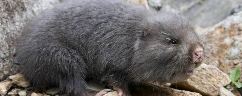 养殖什么挣钱快成本低（养殖什么低成本,见效快）