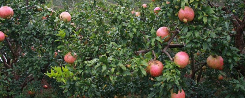 碱性土壤适合种植什么（碱性土壤适合种植什么蔬菜）