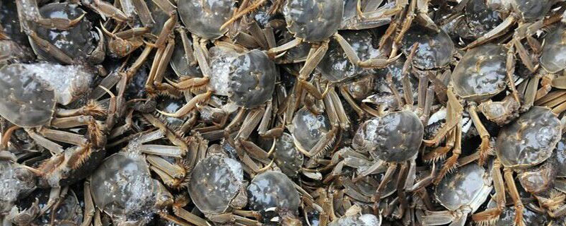 河蟹养殖周期 河蟹需要养殖多长时间