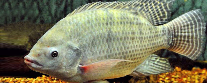 鱼缸罗非鱼怎么养(鱼缸养罗非鱼技巧)