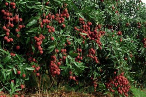 夏天是什么水果上市的季节