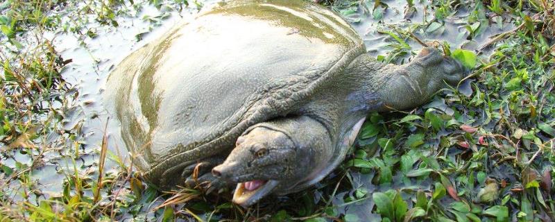 如何杀甲鱼教程 如何杀甲鱼教程图片