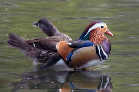 养鸳鸯1000只成本多少?赚钱吗?