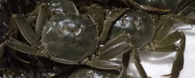 大闸蟹配什么菜和主食吃比较好 大闸蟹配什么菜和主食吃比较好呢