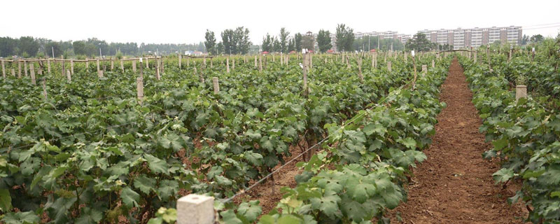 氮磷钾肥分别是什么肥 啥是磷肥钾肥氮肥