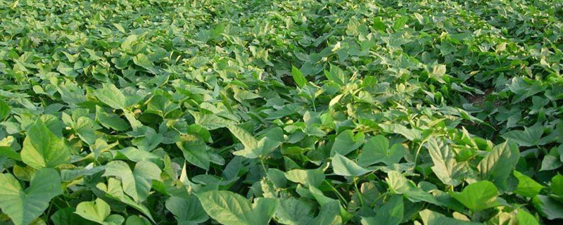 哪里有红薯苗 哪里有红薯苗卖