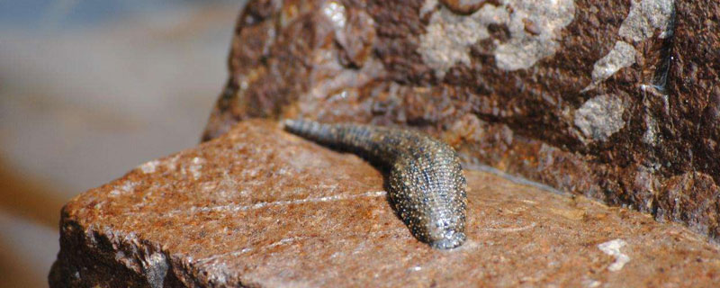 养水蛭吃什么食物（水蛭吃什么?）