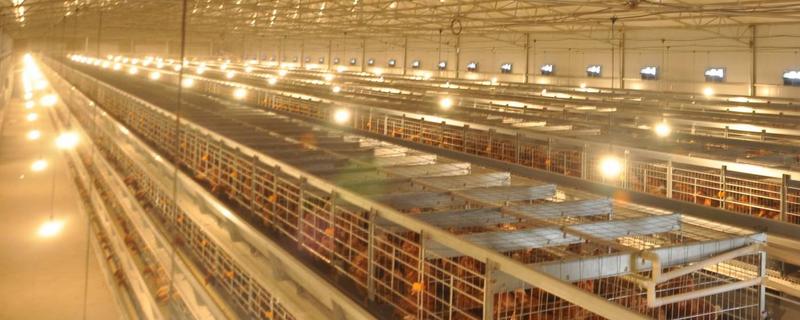 蛋鸡的光照时间 蛋鸡的光照时间表