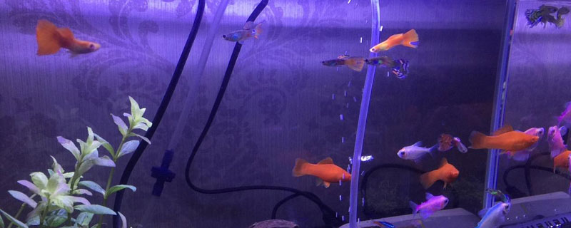 养孔雀鱼用放盐吗 养孔雀鱼要放盐吗