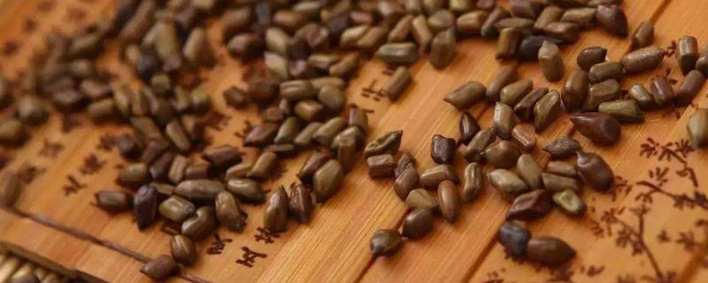 决明子怎么用效果最好 决明子怎么用,用了有什么好处