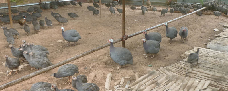 珍珠鸡养殖利润（养殖珍珠鸡的利润分析）